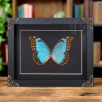 Minibeast Female Anaxibia Morpho Butterfly In Baroque Style Frame (Morpho anaxibia)