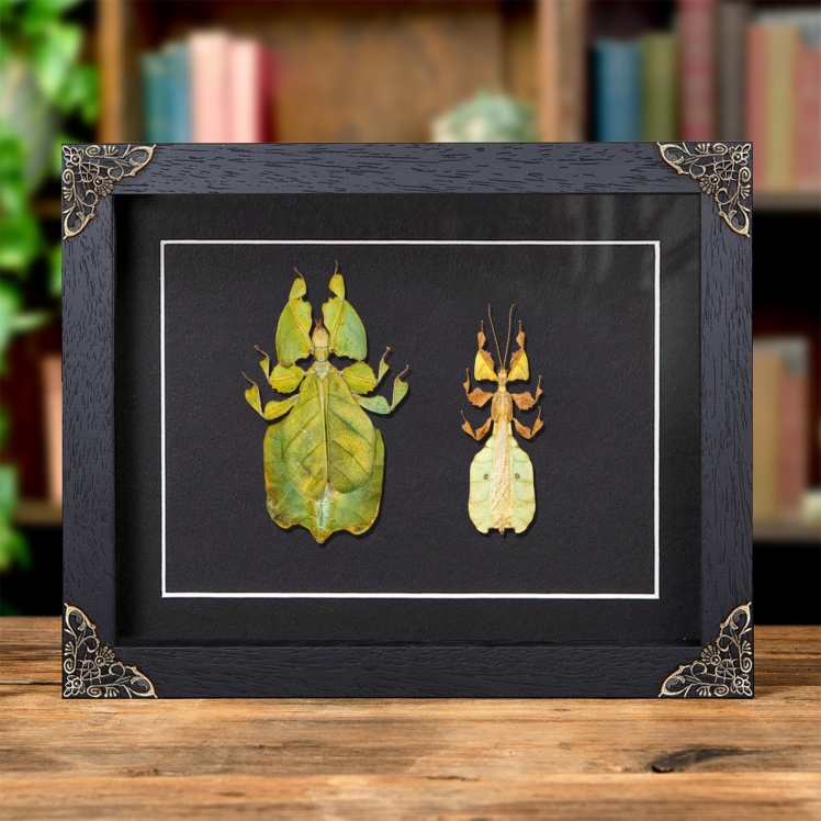 Gray's Leaf Insect Male & Female Pair In Baroque Style Frame (Phyllium bioculatum)