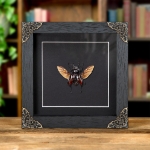 Minibeast Rainbow Stag Beetle Purple-form, 43-50mm In Baroque Style Frame (Phalacrognathus muelleri)