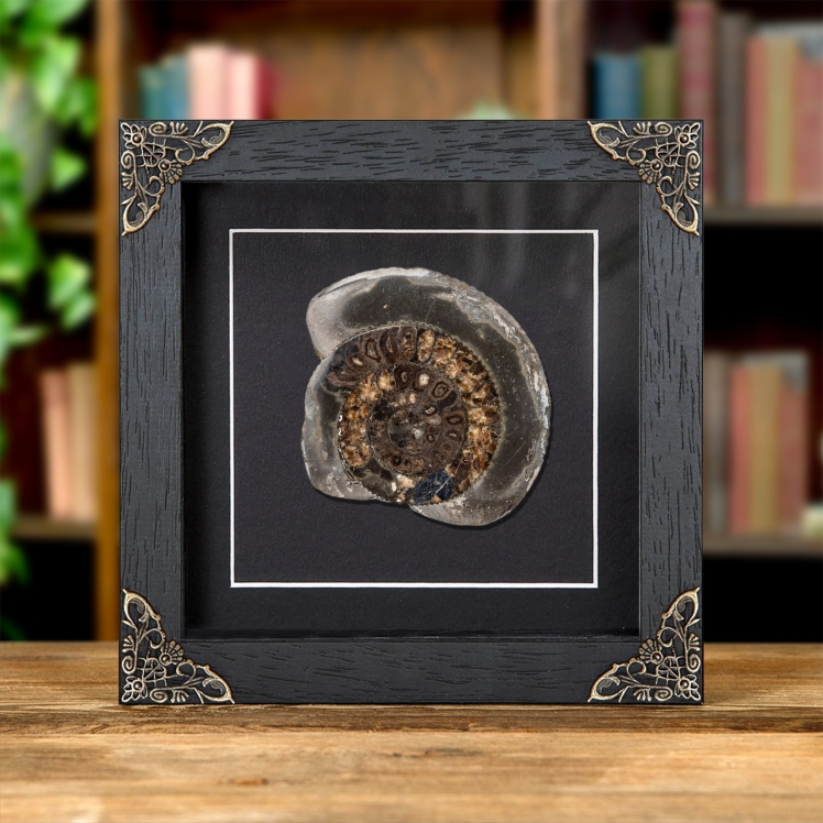 Dactylioceras Cut & Polished Ammonite Fossil In Baroque Style Frame (Dactylioceras sp)