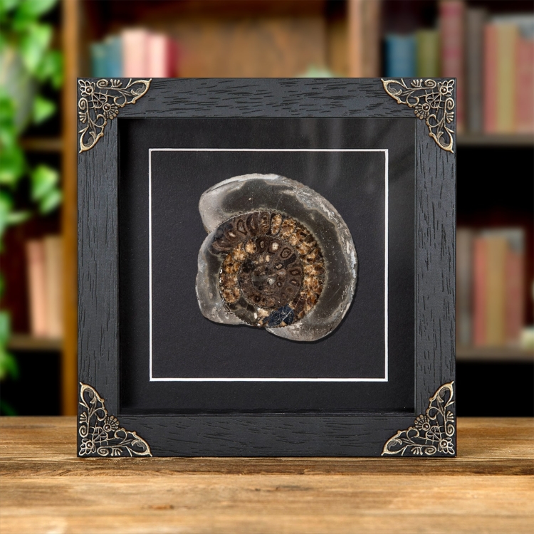 Dactylioceras Cut & Polished Ammonite Fossil In Baroque Style Frame (Dactylioceras sp)