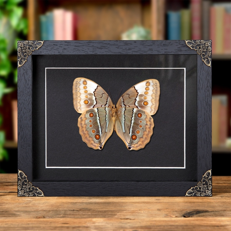 The Jungle Queen Ventral Side Butterfly In Baroque Style Frame (Stichophthalma louisa)