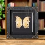 Minibeast Forest Mother-Of-Pearl Yellow-form Butterfly In Baroque Style Frame (Salamis parhassus)