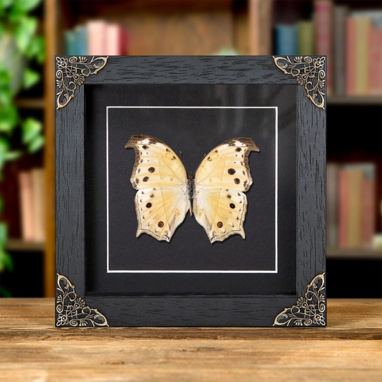 Forest Mother-Of-Pearl Yellow-form Butterfly In Baroque Style Frame (Salamis parhassus)