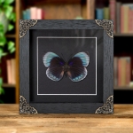 Minibeast Female Agrias Butterfly In Baroque Style Frame (Agrias beata beatifica)