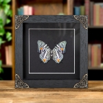 Minibeast The Amazon Beauty Butterfly In Baroque Style Frame (Baeotus amazonicus)