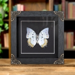 Minibeast Jewelled Nawab Butterfly In Baroque Style Frame (Polyura delphis)