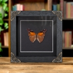 Minibeast The Tailed Cecropian Butterfly In Baroque Style Frame (Historis acheronta)