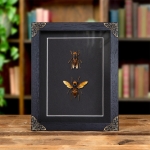 Minibeast Worker & Queen Asian Giant Hornet In Baroque Style Frame (Vespa mandarinia)