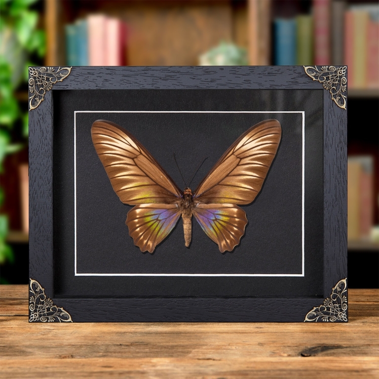 Female Palawan Birdwing Butterfly In Baroque Style Frame (Trogonoptera trojana)
