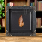 Minibeast Collector Grade T-Rex Type Dinosaur Tooth Fossil (Carcharodontosaurus saharicus)
