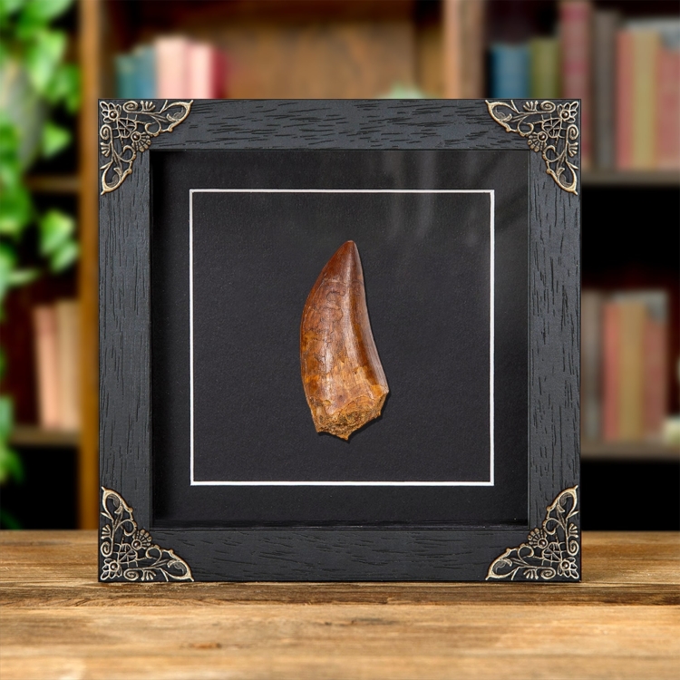 Collector Grade T-Rex Type Dinosaur Tooth Fossil (Carcharodontosaurus saharicus)