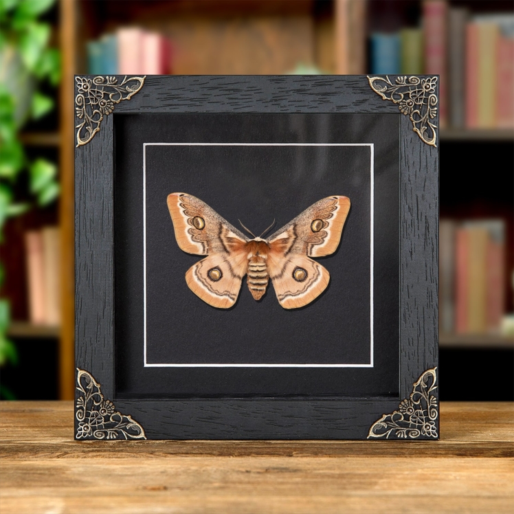 Hutton's Emperor Moth In Baroque Style Frame (Neoris shadulla)