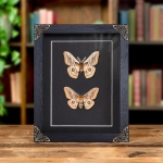 Minibeast Hutton's Emperor Moth Male & Female Pair In Baroque Style Frame (Neoris shadulla) 