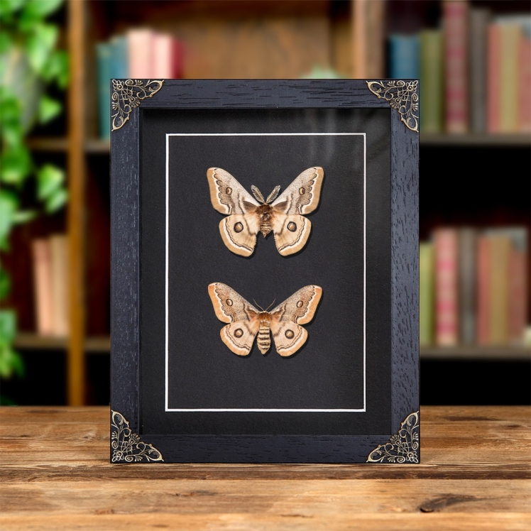 Hutton's Emperor Moth Male & Female Pair In Baroque Style Frame (Neoris shadulla)  Hutton's Emperor Moth Male & Female Pair In Baroque Style Frame (Neoris shadulla)