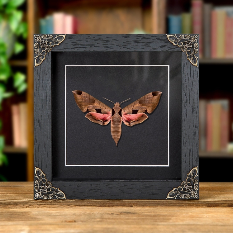 Achemon Sphinx Moth In Baroque Style Frame (Eumorpha achemon)
