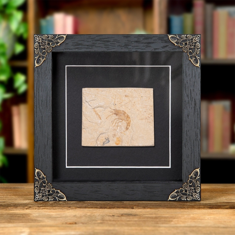 Shrimp Fossil on Matrix In Baroque Style Frame (Carpopenaeus sp)