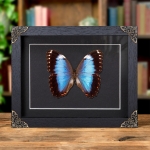 Minibeast Helenor Blue Morpho Butterfly In Baroque Style Frame (Morpho helenor violaceus)