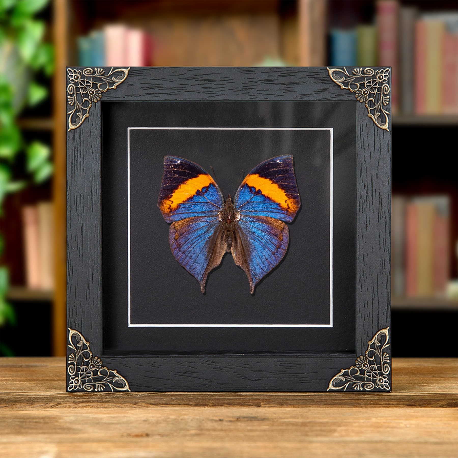 Minibeast Peninsular Malaya Leaf Butterfly In Baroque Style Frame (Kallima limborgii)