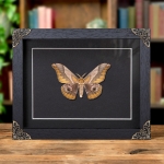 Minibeast Japanese Giant Silkworm Moth In Baroque Style Frame (Saturnia japonica)