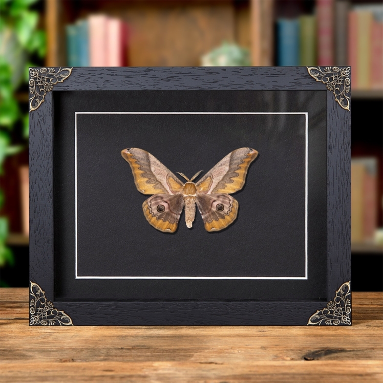 Japanese Giant Silkworm Moth In Baroque Style Frame (Saturnia japonica)