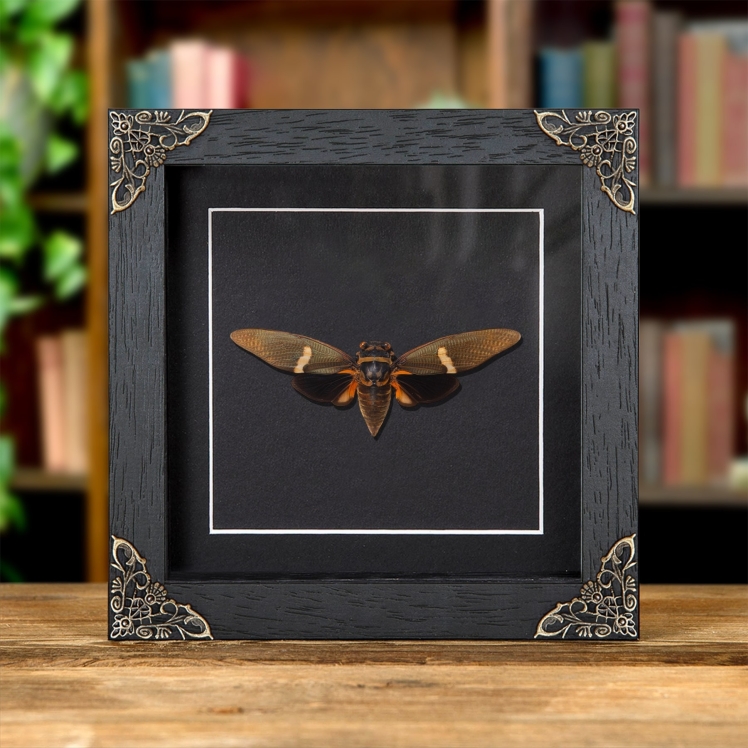 Tosena melanoptera Cicada In Baroque Style Frame From Asia Tosena melanoptera Cicada In Baroque Style Frame From Asia