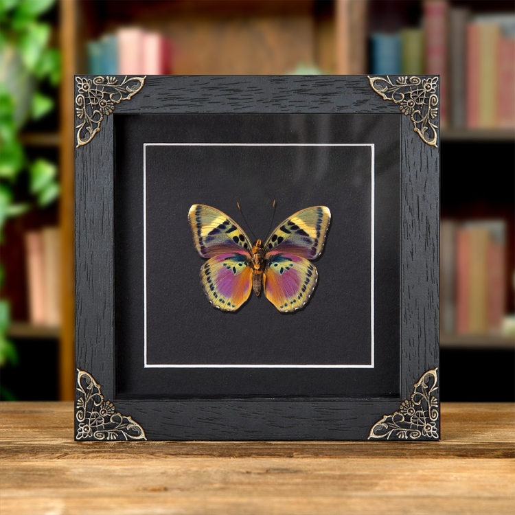 Pink Forester Butterfly In Baroque Style Frame (Euphedras xypete)