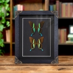 Minibeast The Peacock Butterfly Male & Female Pair In Baroque Style Frame (Papilio blumei)
