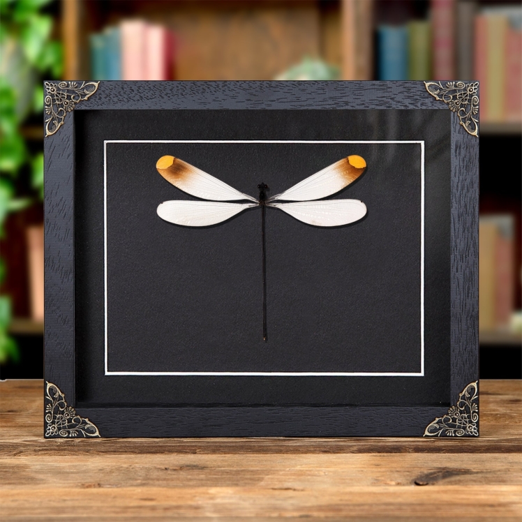 The Helicopter Damselfly In Baroque Style Frame (Microstigma rotundatum) The Helicopter Damselfly In Baroque Style Frame (Microstigma rotundatum)