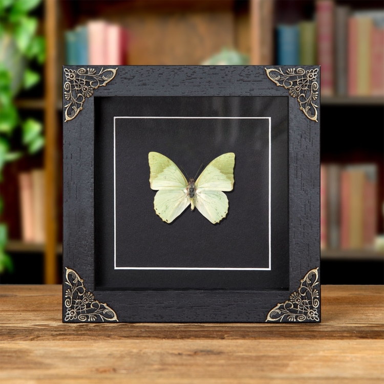 Ornate Green Charaxes Butterfly In Baroque Style Frame (Charaxes subornatus)