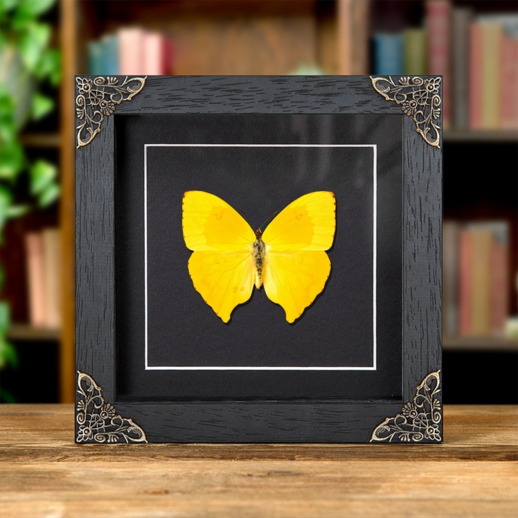 The Tailed Sulphur Butterfly In Baroque Style Frame (Phoebis rurina)
