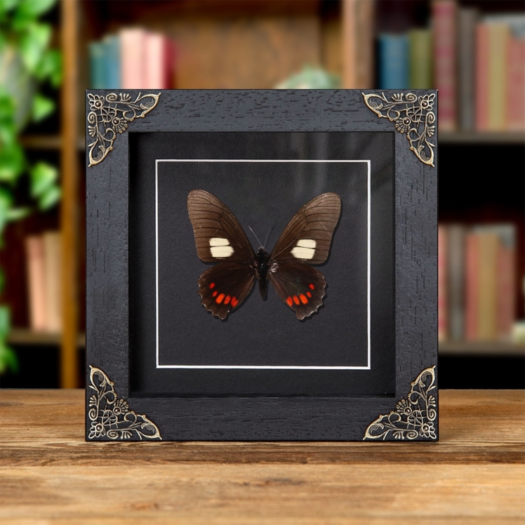 Harmodius Swallowtail Butterfly In Baroque Style Frame (Mimoides xeniades)