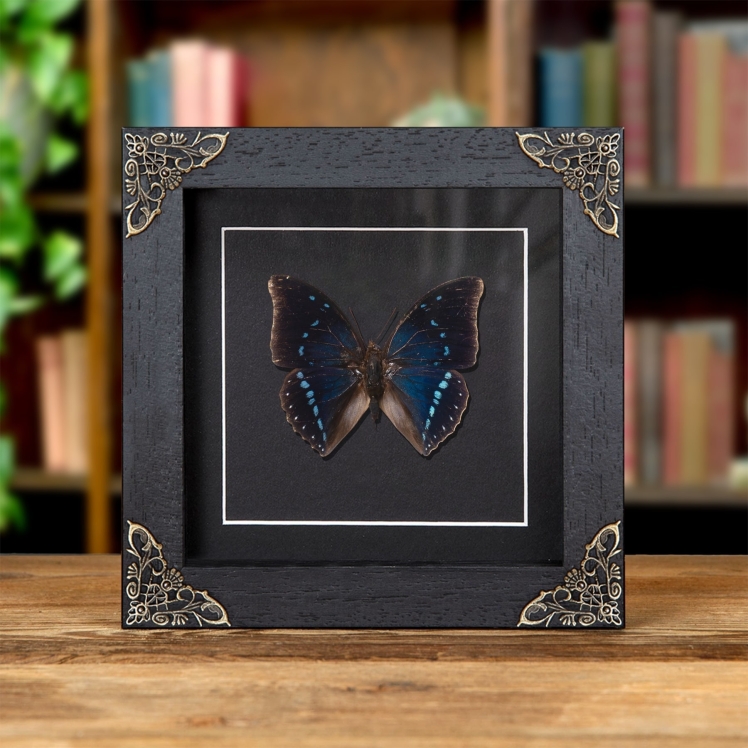Zelica Charaxes Butterfly In Baroque Style Frame (Charaxes zelica) Zelica Charaxes Butterfly In Baroque Style Frame (Charaxes zelica)