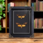 Minibeast Death's Head Moth Male & Female Pair In Baroque Style Frame (Acherontia styx)