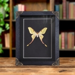 Minibeast Female Hybrid Moon Moth In Baroque Style Frame (Actias dubernardi x Graellsia Isabellae)
