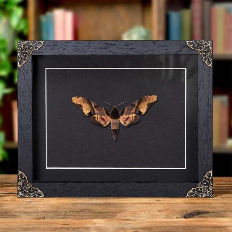 Mango Hawk Moth In Baroque Style Frame (Amplypterus panopus)