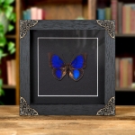 Minibeast Blue Agrias x Prepona Hybrid Butterfly In Baroque Style Frame (Agrias hewitsonis x prepona sp)