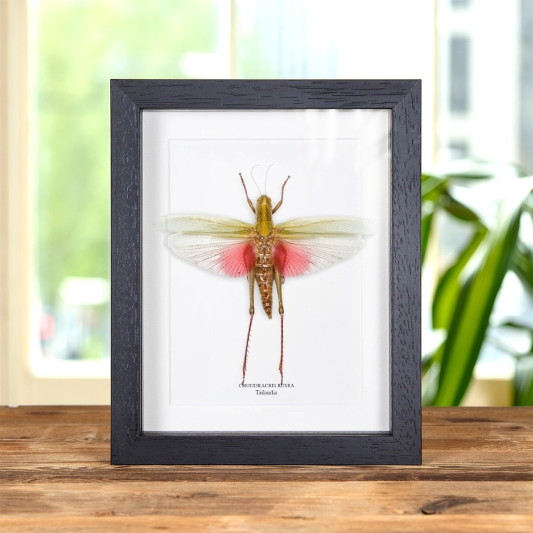 Hembra Chondracris Rosea En Marco De Estilo Barroco De Tailandia