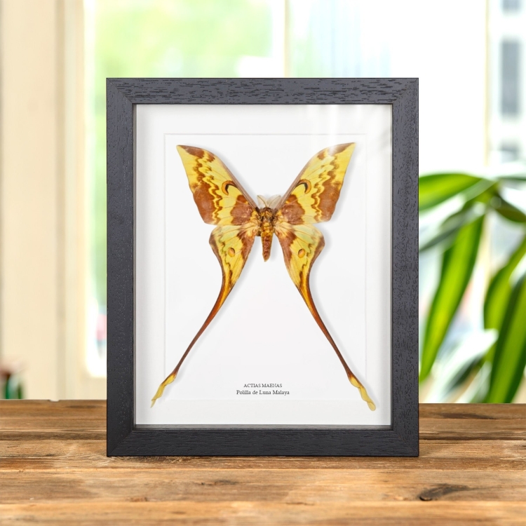 Polilla De Luna Malaya En Marco De Estilo Barroco (Actias maenas)