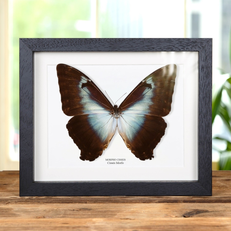Mariposa Cisseis Morpho En Marco De Estilo Barroco (Morpho cisseis)