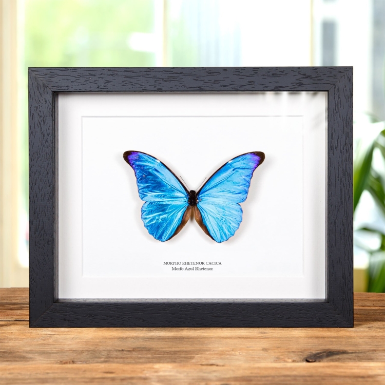 Mariposa Morfo Azul Rhetenor En Marco Estilo Barroco (Morpho rhetenor cacica)