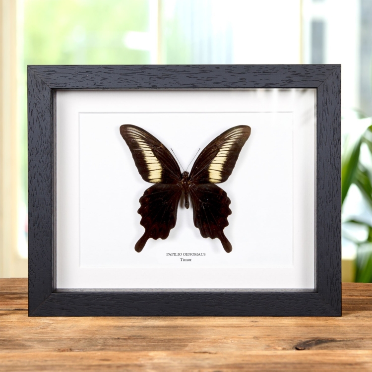Papilio oenomaus En Marco De Estilo Barroco (Papilio oenomaus)