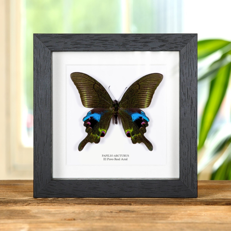 La Mariposa Pavo Real Azul En Marco Estilo Barroco (Papilio arcturus)