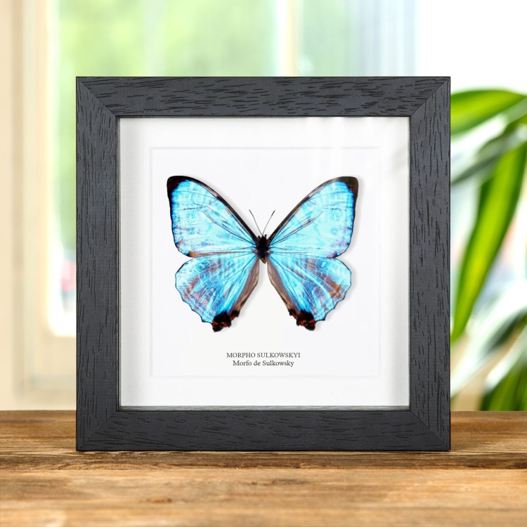 Mariposa Morfo De Sulkowsky En Marco De Estilo Barroco (Morpho sulkowskyi)