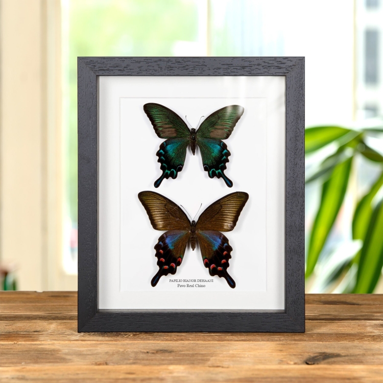 Par De Pavos Reales Chinos En Marco De Estilo Barroco (Papilio bianor dehaani)
