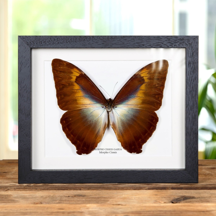 Morpho Cisseis Mariposa De Forma Naranja En Marco De Estilo Barroco (Morpho cisseis gahua)