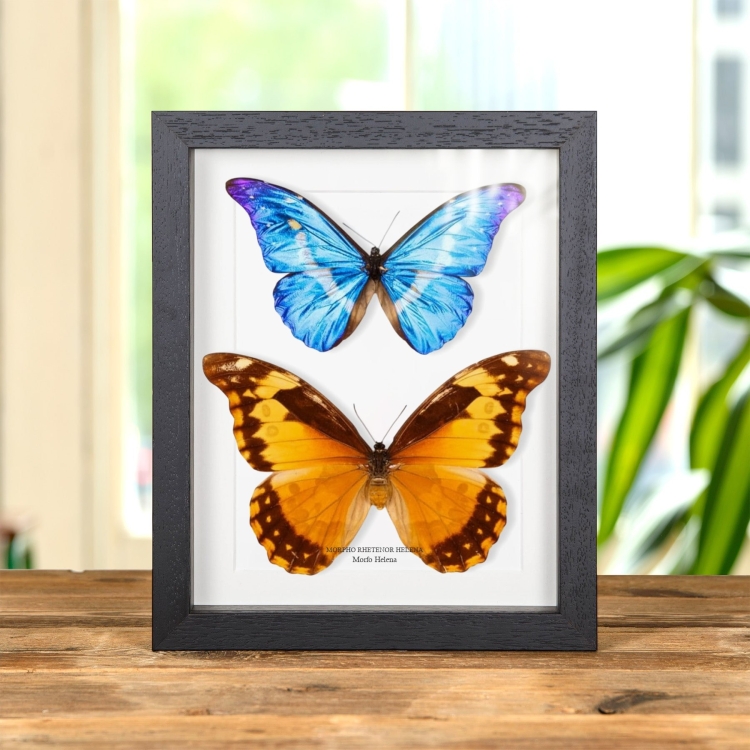 Pareja De Mariposas Helena Morpho Macho & Hembra En Marco De Estilo Barroco (Morpho rhetenor helena)
