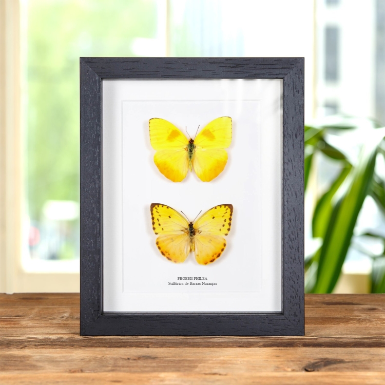 Pareja De Mariposas Sulfúricas De Barras Naranjas En Marco De Estilo Barroco (Phoebis philea)