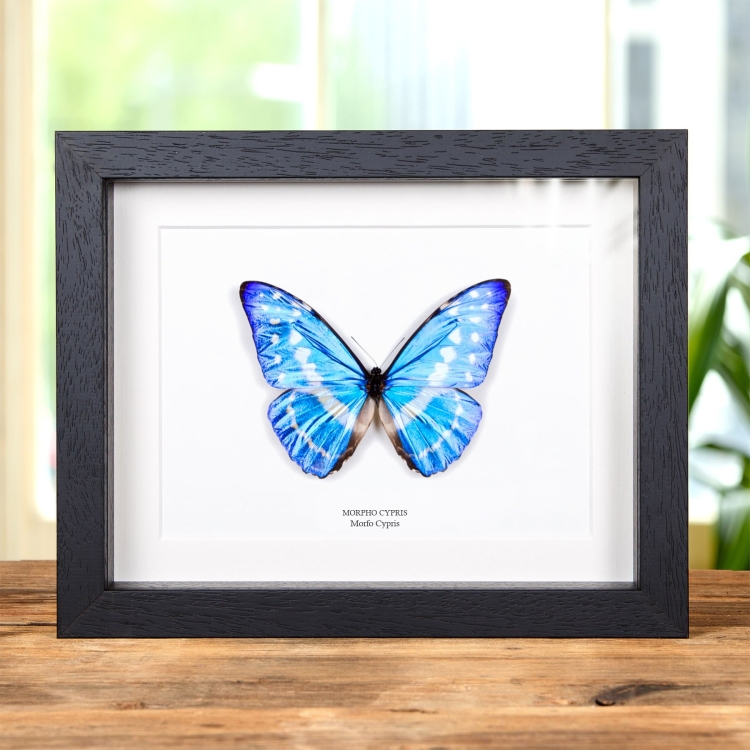 Mariposa Morfo Cypris En Marco De Estilo Barroco (Morpho cypris)