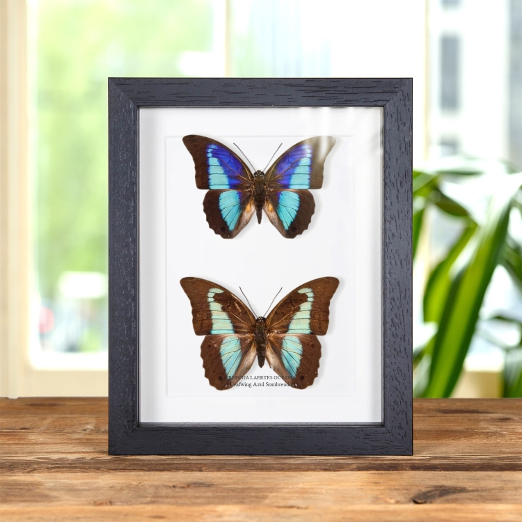 Mariposa Leafwing Azul Sombreado Macho & Pareja Femenina En Marco Estilo Barroco (Prepona Laertes octavia)